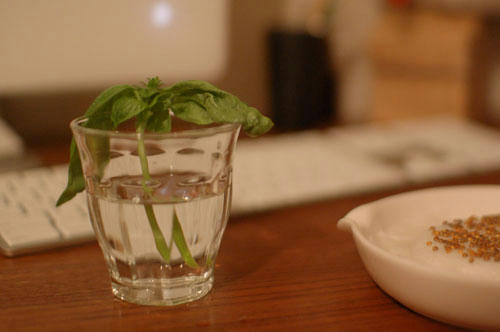 ベランダ菜園 