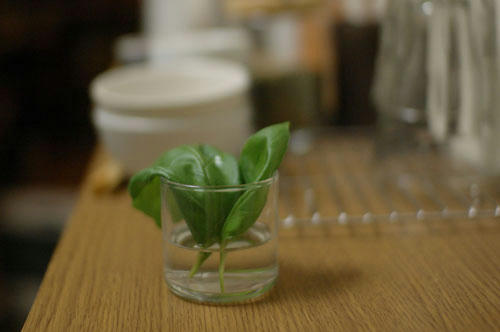 ベランダ菜園 