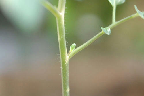 ベランダ菜園 
