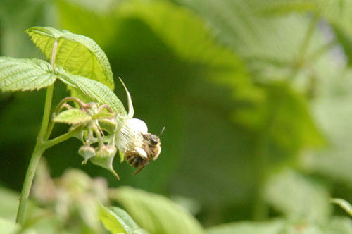 ベランダ菜園 