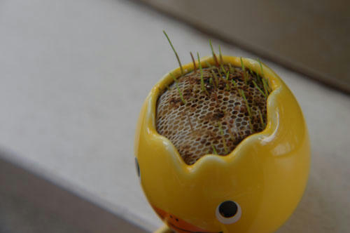 ベランダ菜園 