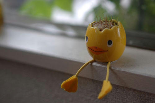 ベランダ菜園 