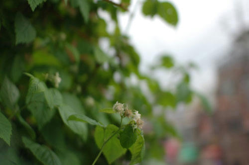 ベランダ菜園 