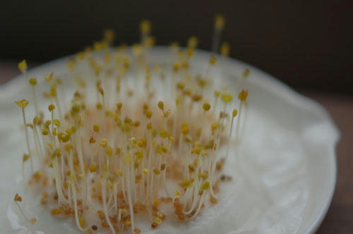 ベランダ菜園 