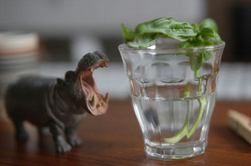 ベランダ菜園 