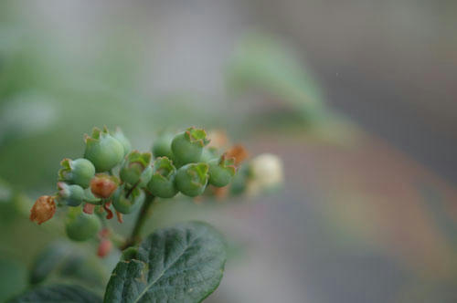ベランダ菜園 