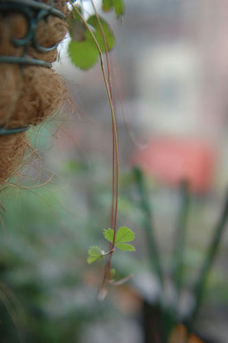 ベランダ菜園 