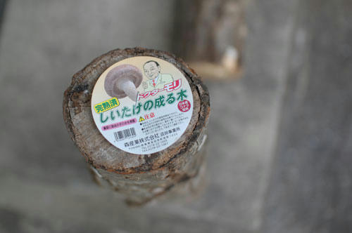 ベランダ菜園 