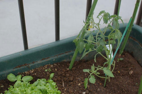 ベランダ菜園 
