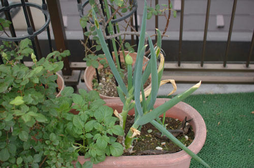 ベランダ菜園 