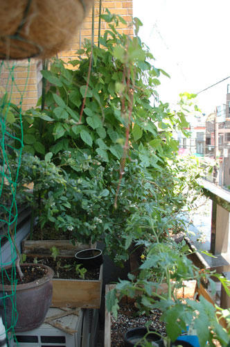 ベランダ菜園 
