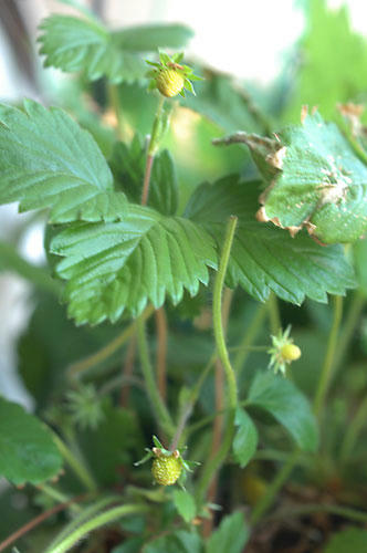 ベランダ菜園 