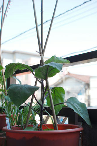 ベランダ菜園 
