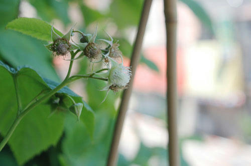 ベランダ菜園 