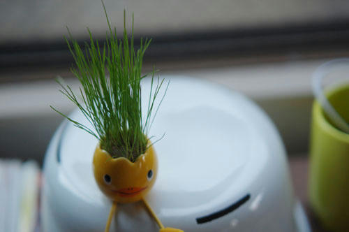 ベランダ菜園 