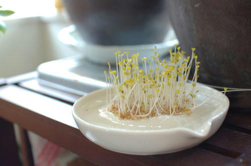 ベランダ菜園 