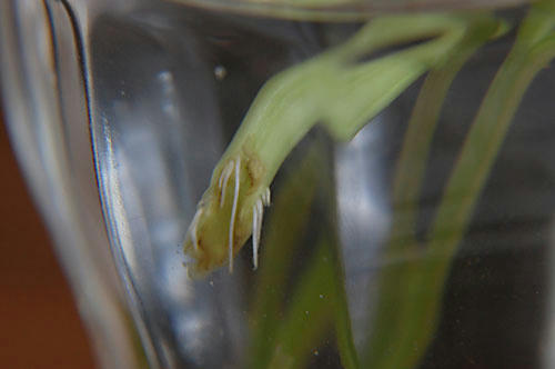ベランダ菜園 