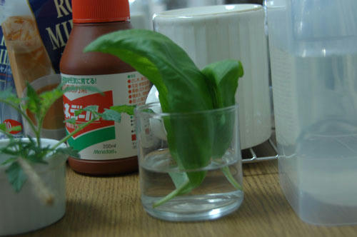 ベランダ菜園 