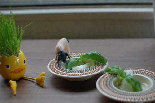 ベランダ菜園 
