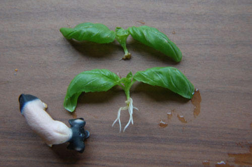 ベランダ菜園 