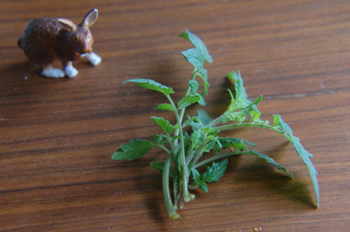 ベランダ菜園 