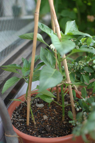ベランダ菜園 