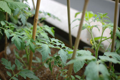 ベランダ菜園 