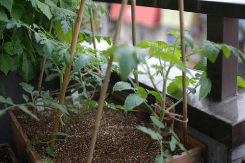 ベランダ菜園 