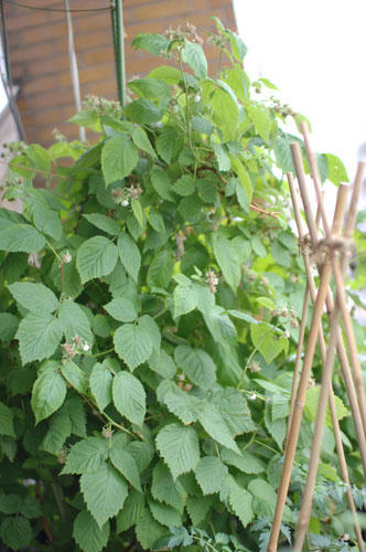 ベランダ菜園 