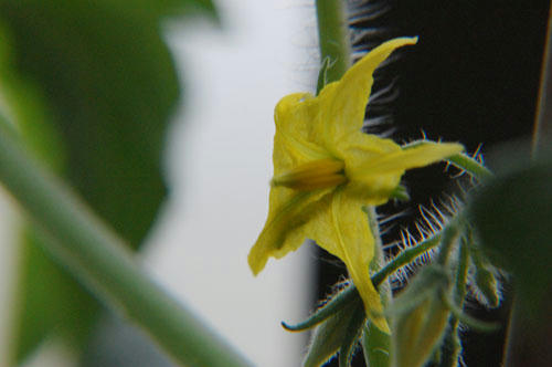 ベランダ菜園 