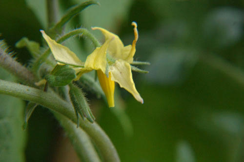 ベランダ菜園 