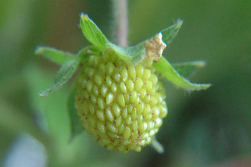 ベランダ菜園 