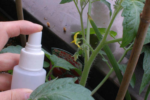 ベランダ菜園 