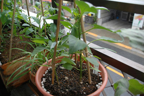 ベランダ菜園 