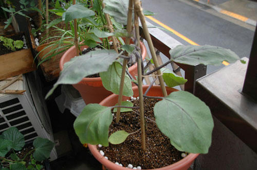 ベランダ菜園 