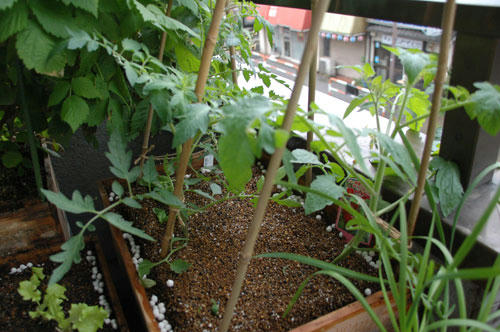 ベランダ菜園 