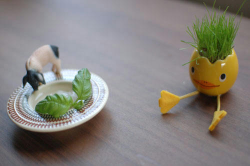 ベランダ菜園 