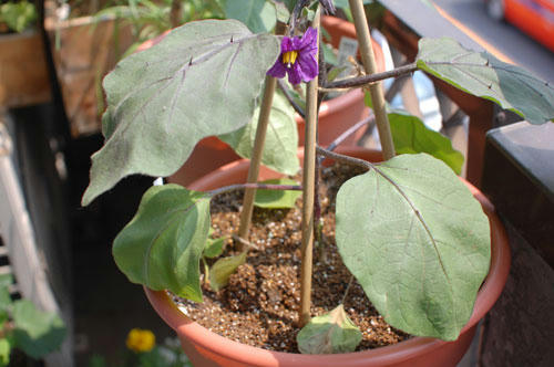 ベランダ菜園 