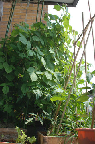 ベランダ菜園 