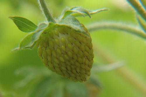 ベランダ菜園 