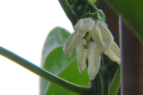 ベランダ菜園 