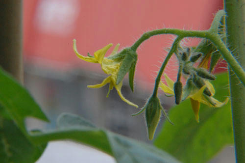ベランダ菜園 