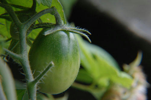 ベランダ菜園 