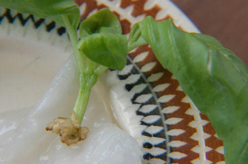 ベランダ菜園 