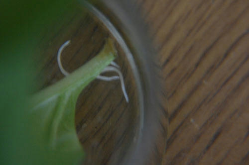 ベランダ菜園 