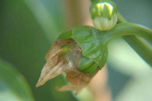 ベランダ菜園 