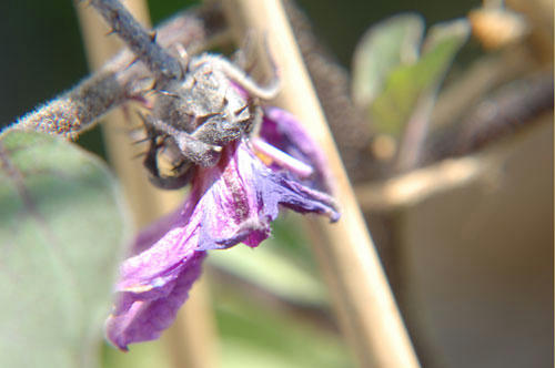 ベランダ菜園 