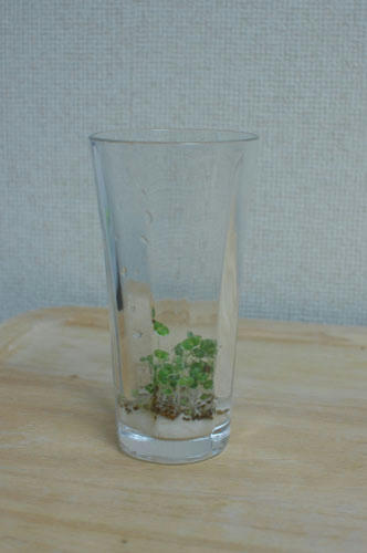 ベランダ菜園 