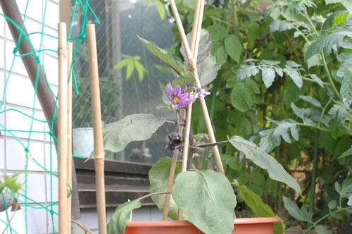 ベランダ菜園 