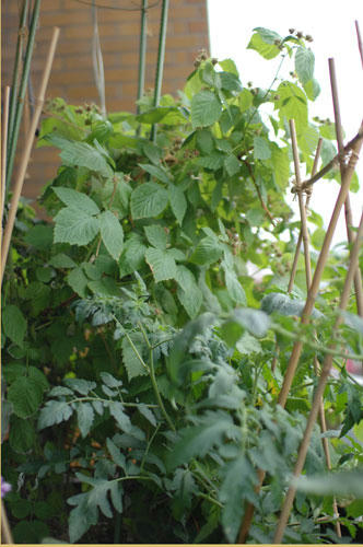 ベランダ菜園 